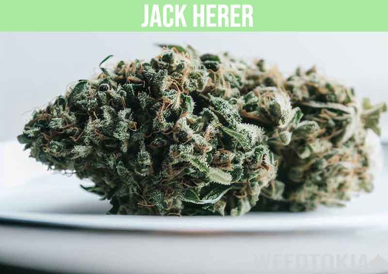 Jack Herer cannabis on a plate