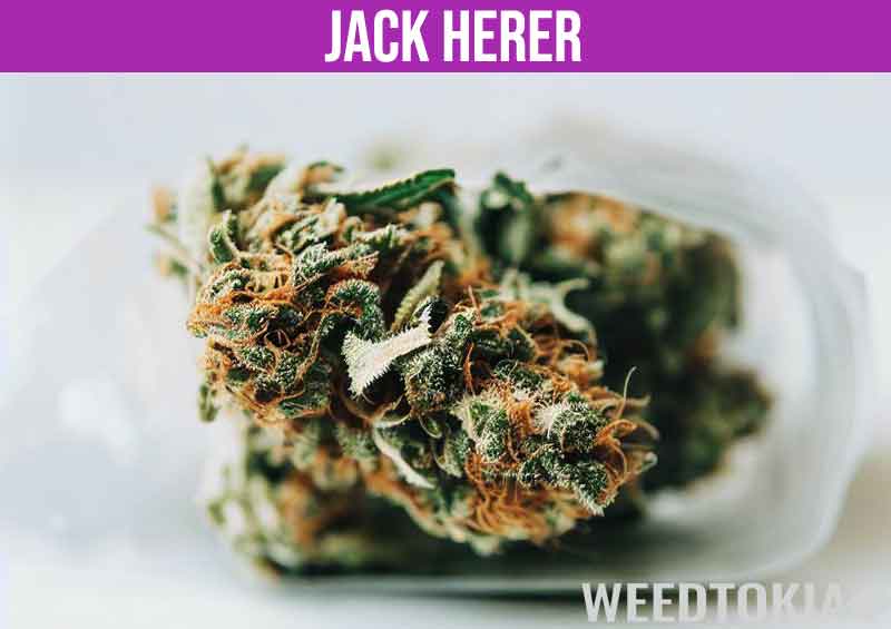 Jack Herer marijuana