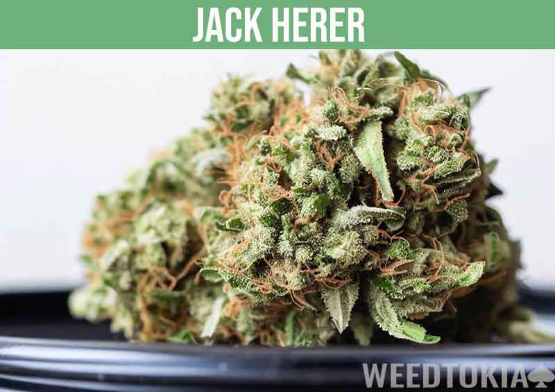 Jack Herer on black plate