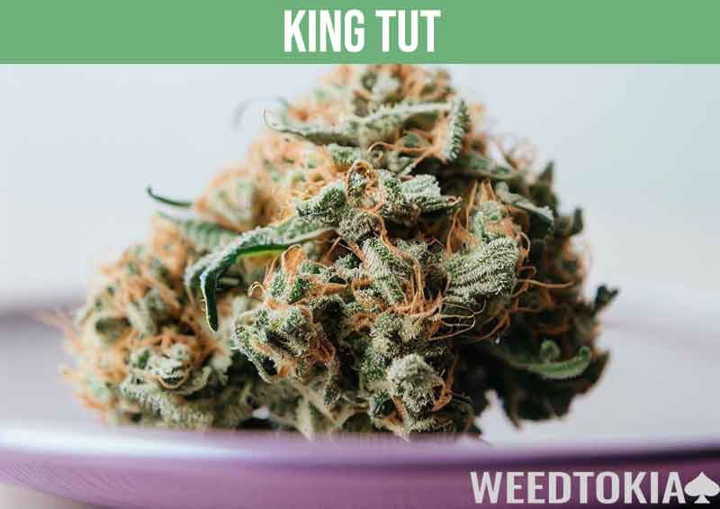 King Tut marijuana strain