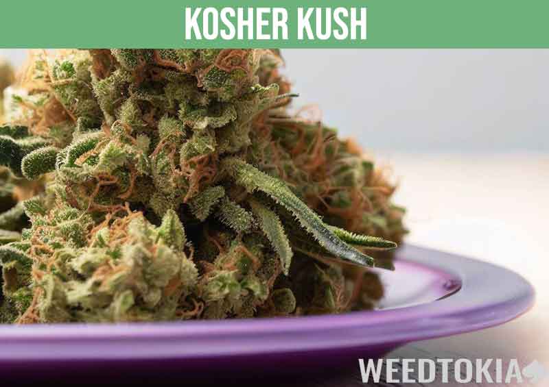 Kosher Kush, a potent cannabis strain