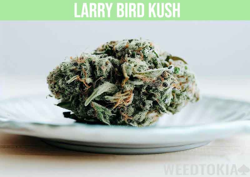 Larry Bird Kush