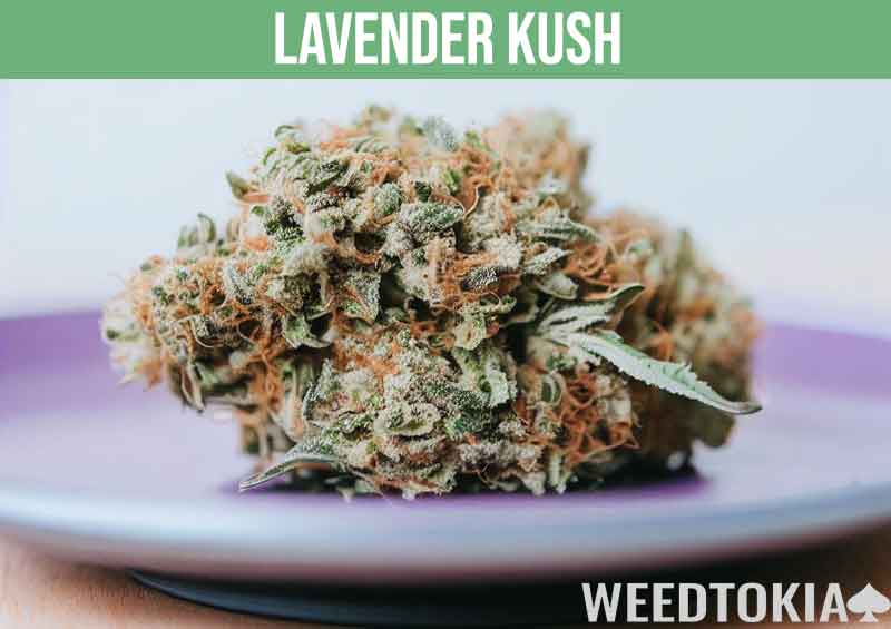 Lavender Kush, a high THC marijuana strain