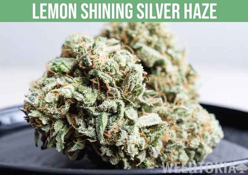 Lemon Shining Silver Haze