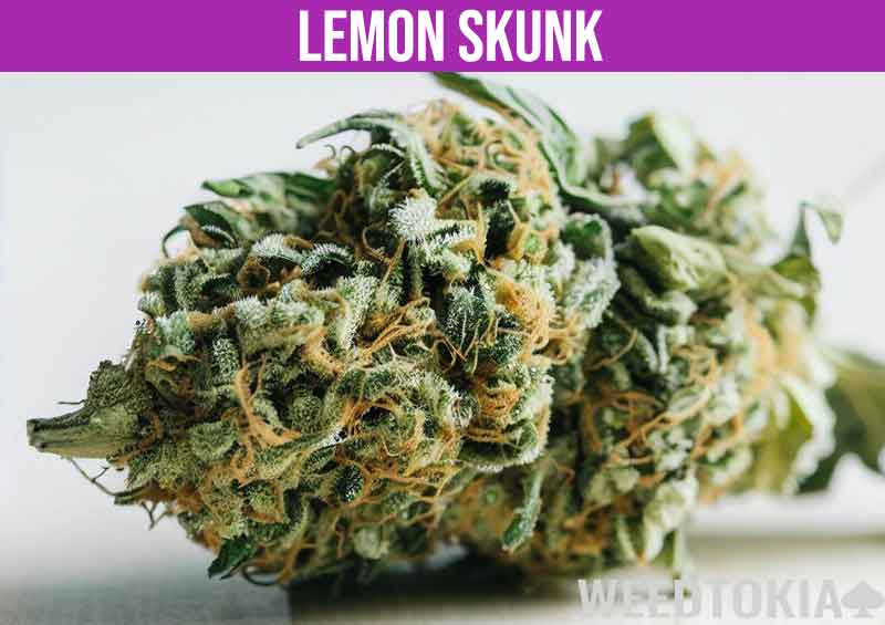 Lemon Skunk on white table