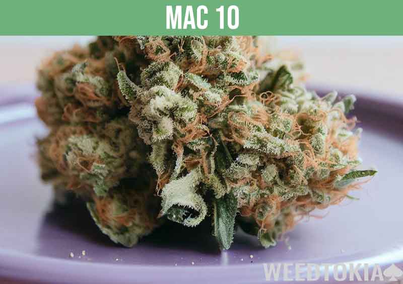 Mac 10, an ultra high THC strain