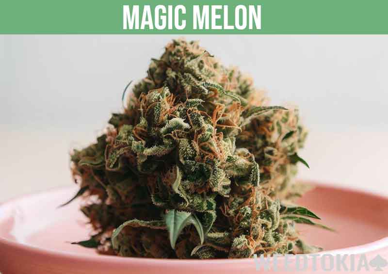 Magic Melon weed strain