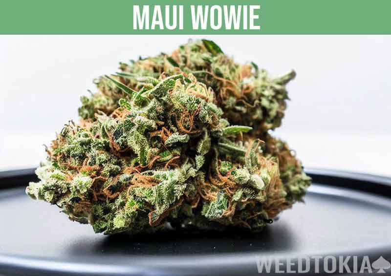 Maui Wowie euphoric weed strain on back plate