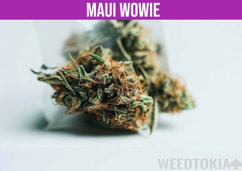 Maui Wowie Strain