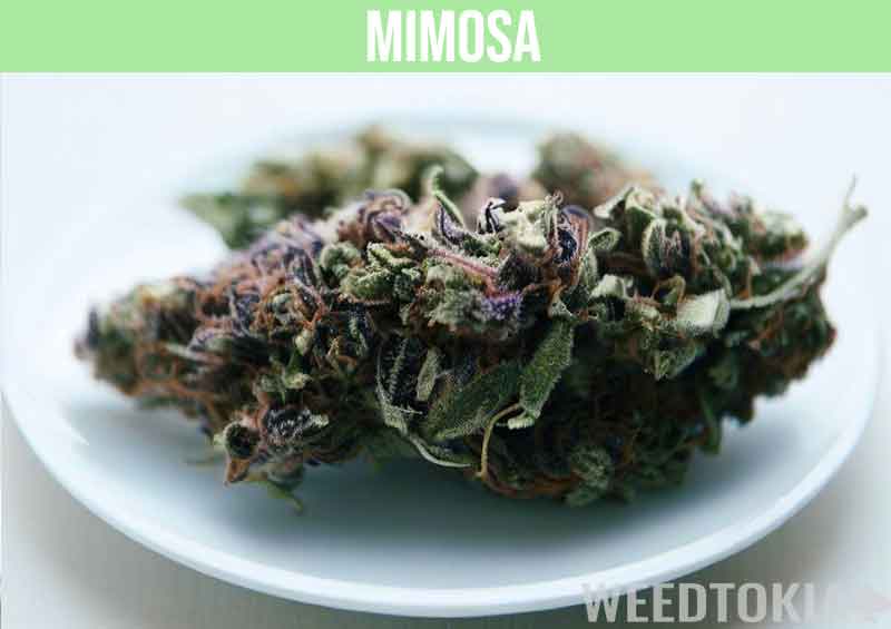 Mimosa cannabis on a plate