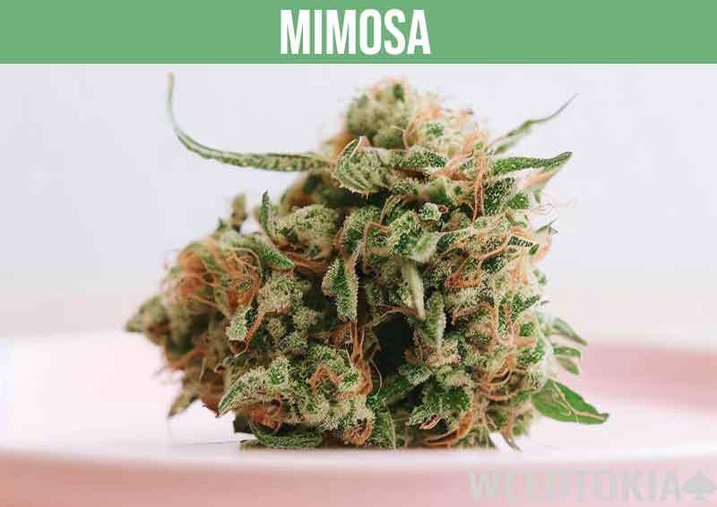 Mimosa strain on pink plate