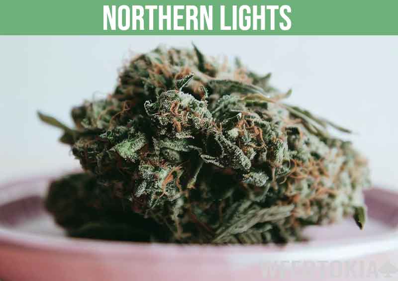 Northern Lights strain on pink plate