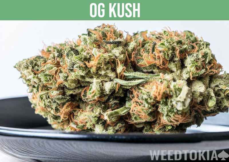 OG Kush famous bud