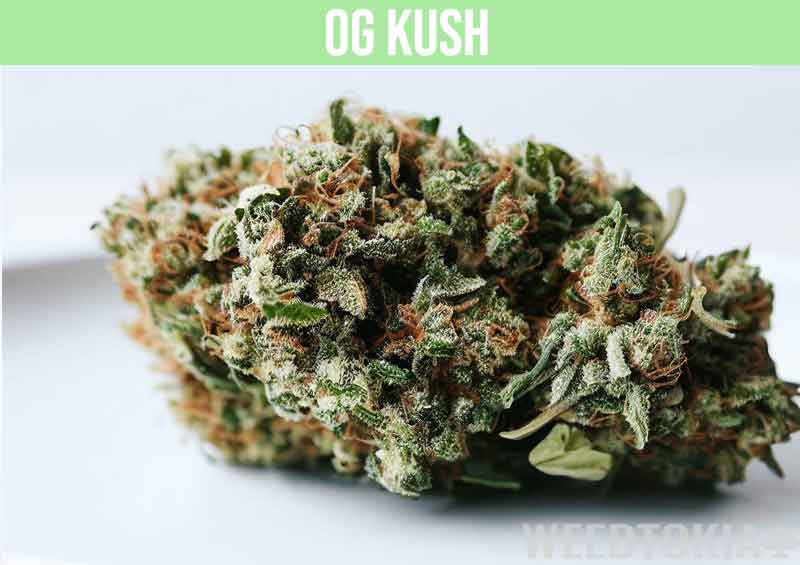 OG Kush strain on plate