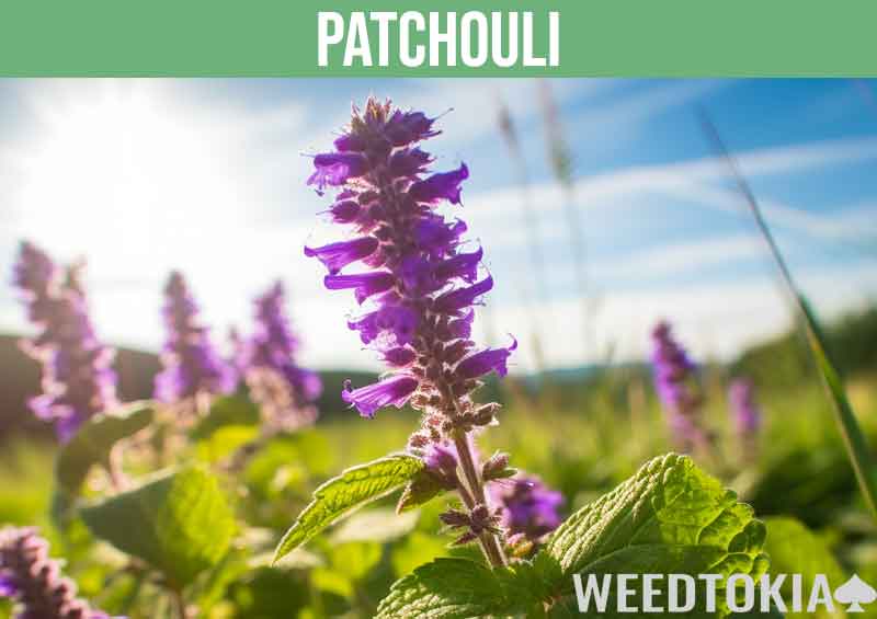 Patchouli growing under the sun can smell like cannabis