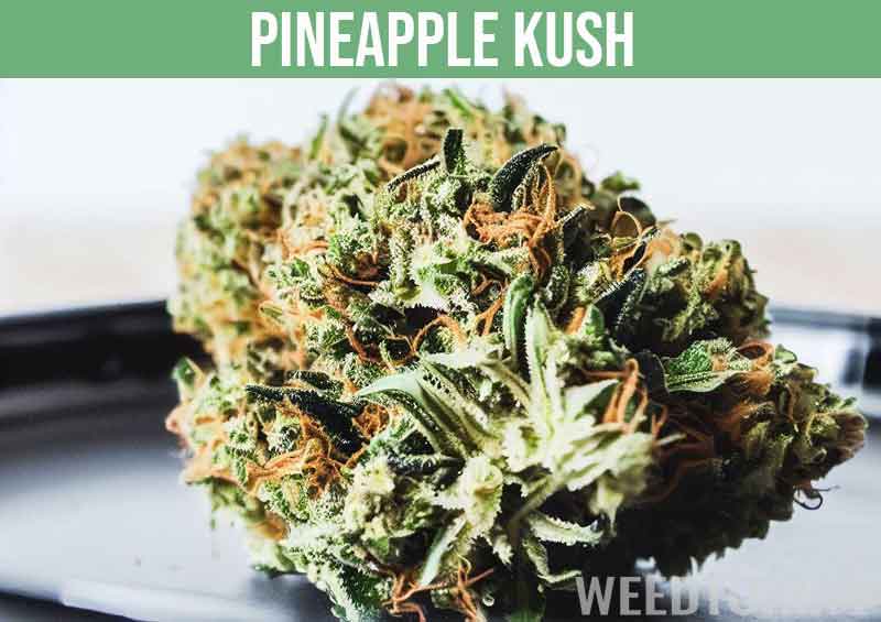 Pineapple Kush beautiful bud