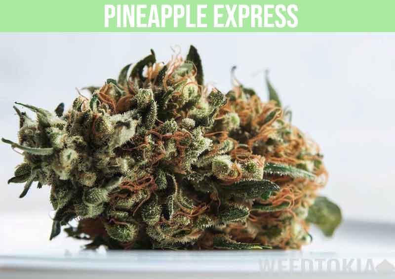 Pineapple Express hybrid strain