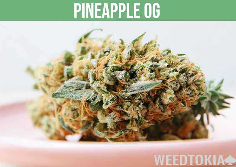 Pineapple OG cannabis strain