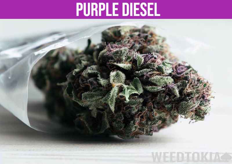 Purple Diesel in weed baggie