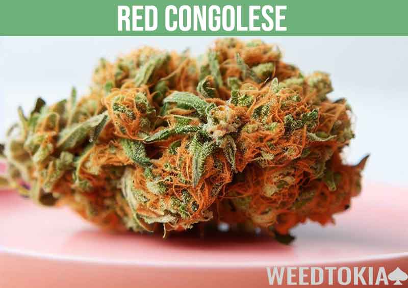 Red Congolese strain on pink plate