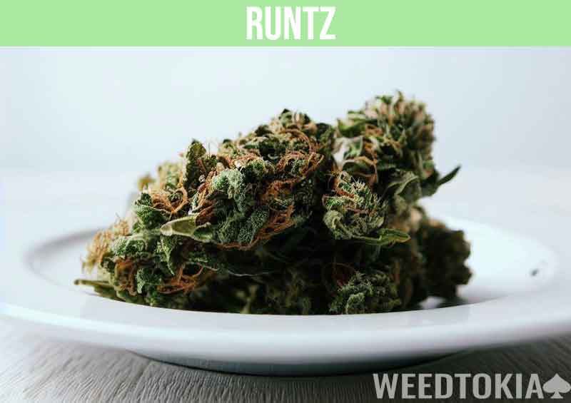 Runtz hybrid strain