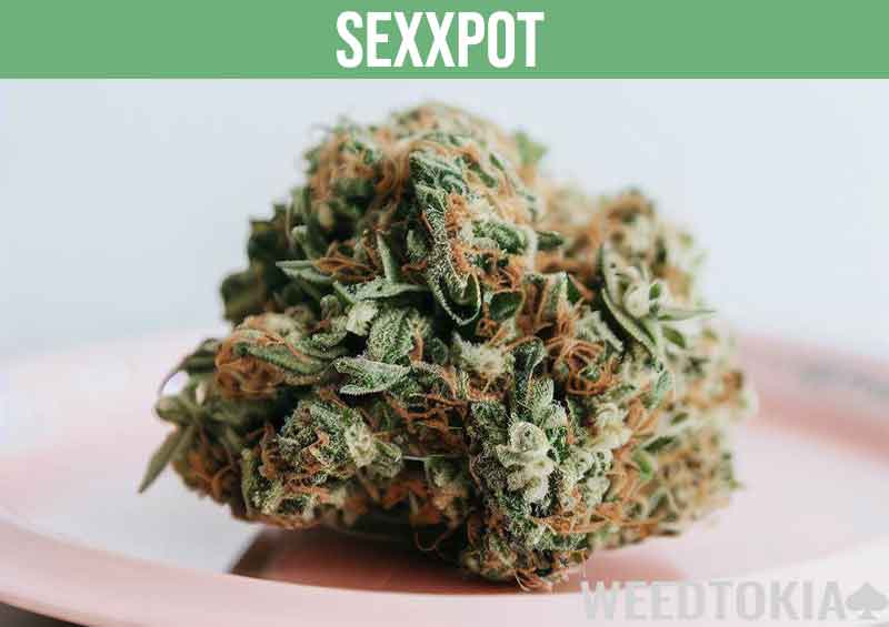 Sexxpot marijuana strain