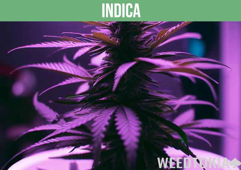 Short Indica at a grow room