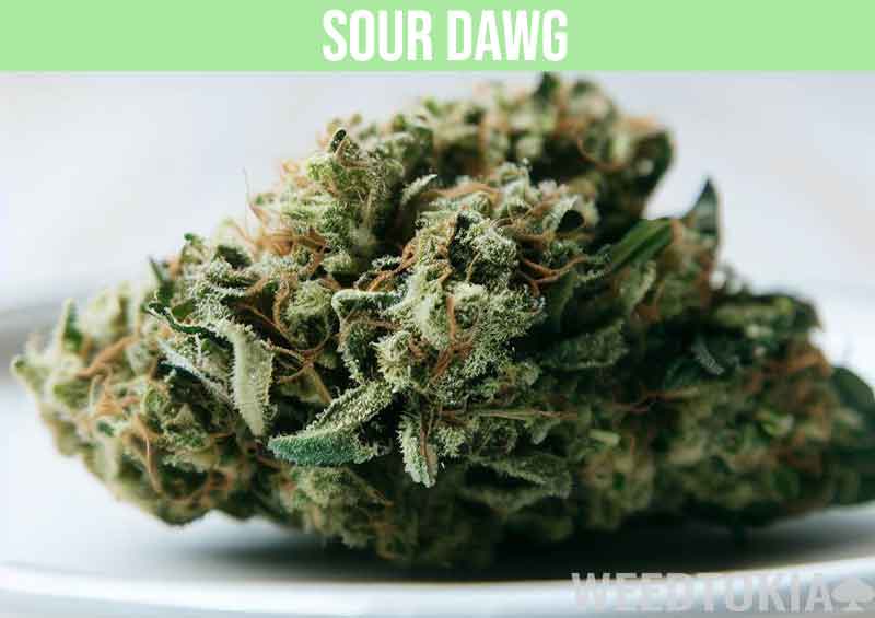 Sour Dawg cannabis