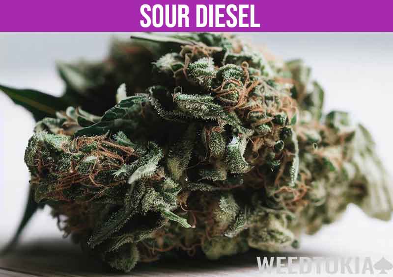 Sour Diesel strain on white table