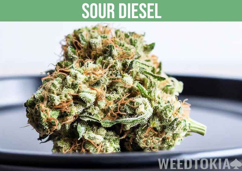 Sour Diesel weed strain on black plate