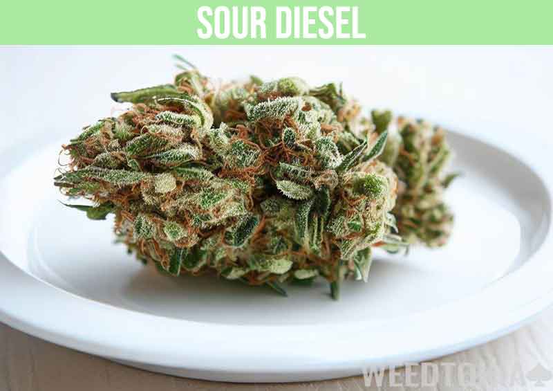 Sour Diesel weed strain