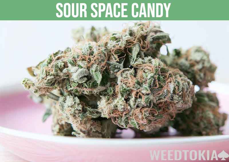 Sour Space Candy cannabis strain on pink plate