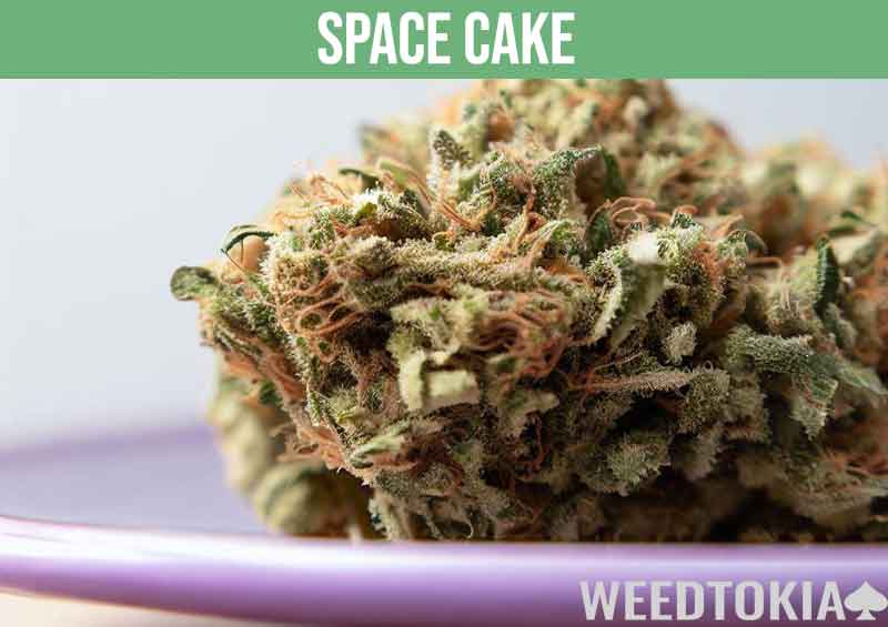 Space Cake, a very powerful strain