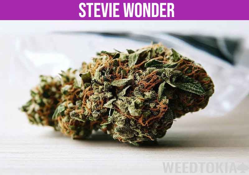 Stevie Wonder besides baggie