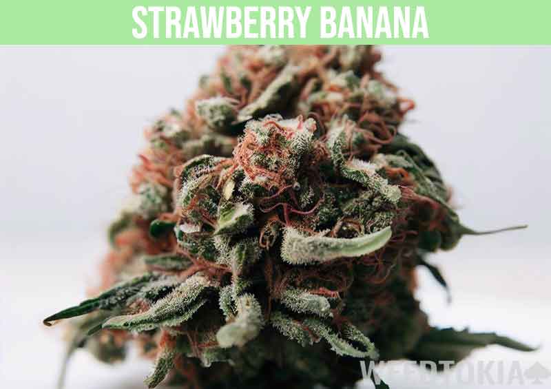 Strawberry banana weed strain