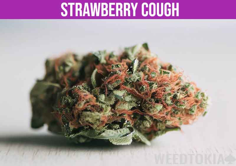 Strawberry Cough strain on white table