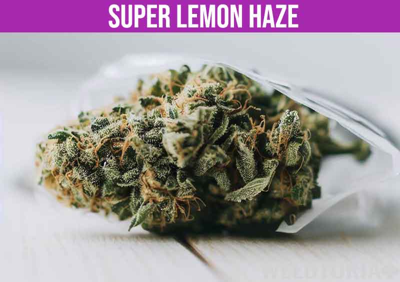 Super Lemon Haze sativa strain