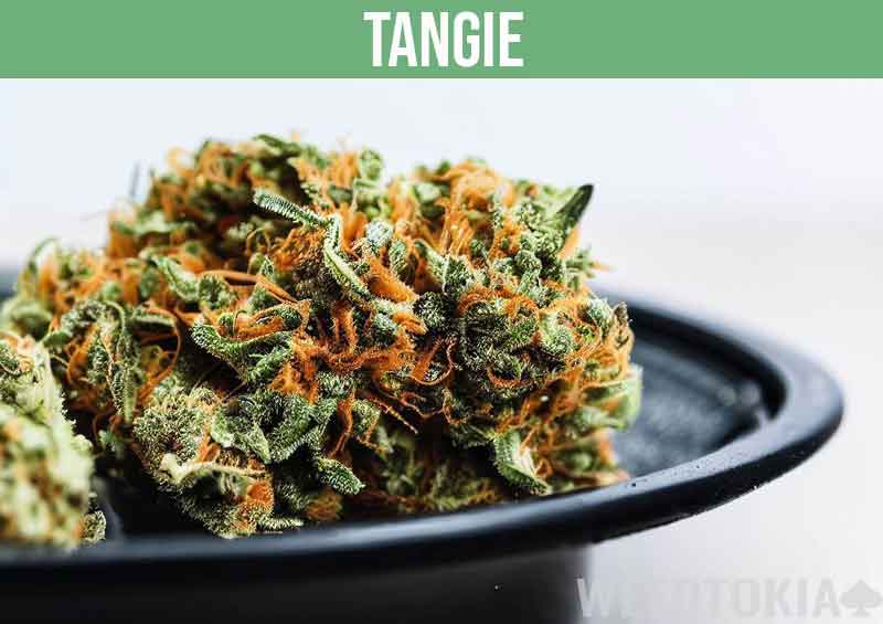 Tangie colorful bud