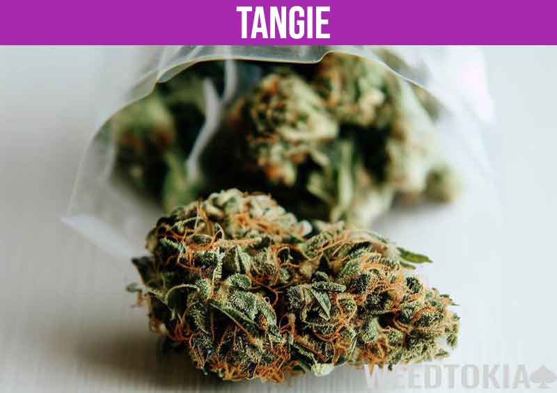 Tangie near baggie