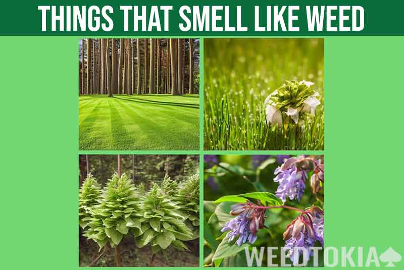 Things that smell like weed but aren't featured image