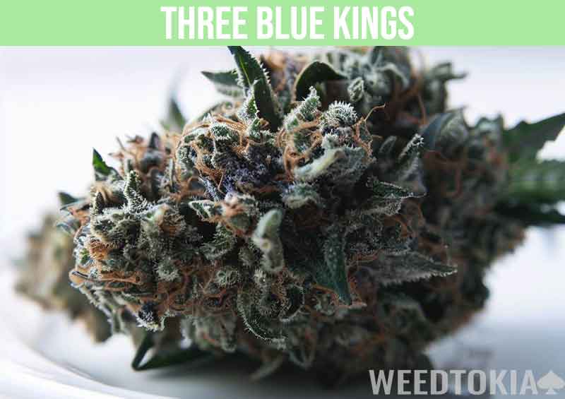 Three Blue Kings cannabis