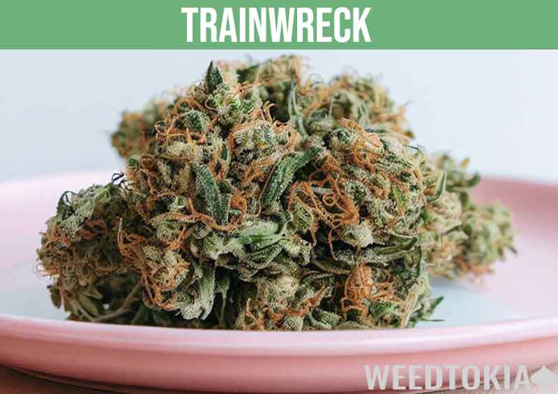 Trainwreck weed strain