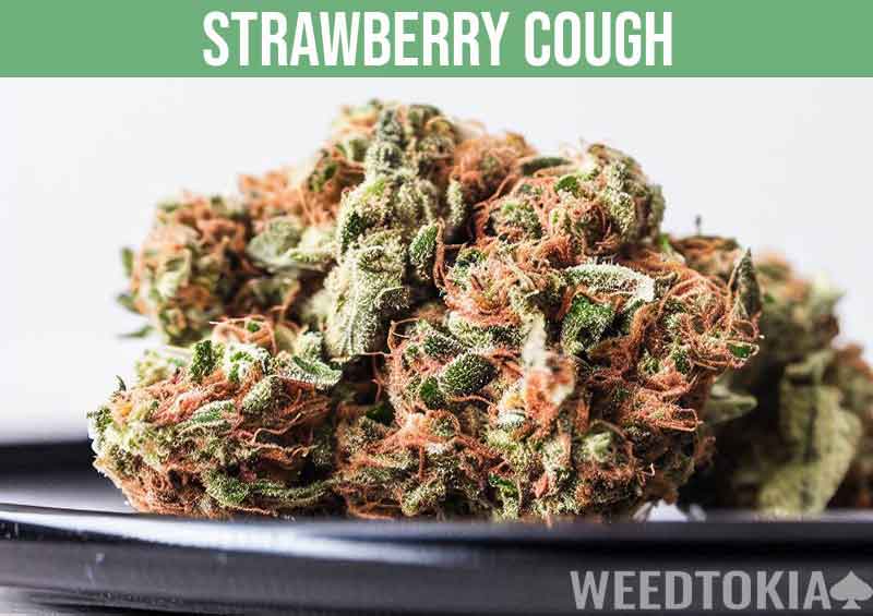 Vibrant Strawberry Cough marijuana strain