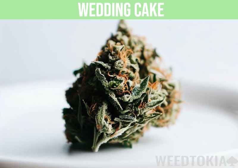 Wedding Cake bud on plate