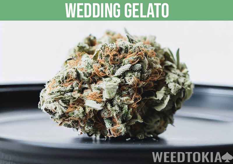 Wedding Gelato bud