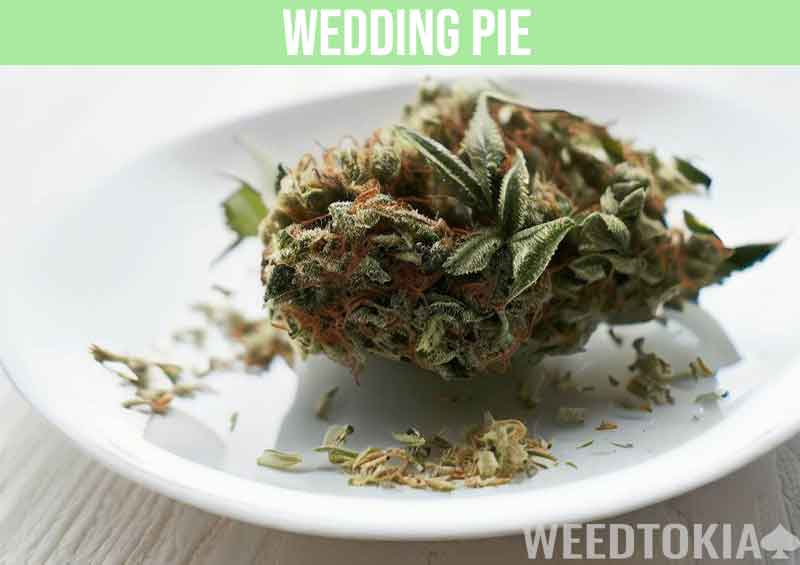 Wedding Pie strain