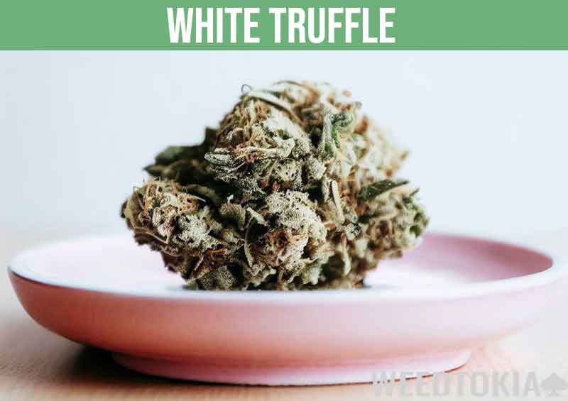 White Truffle weed strain