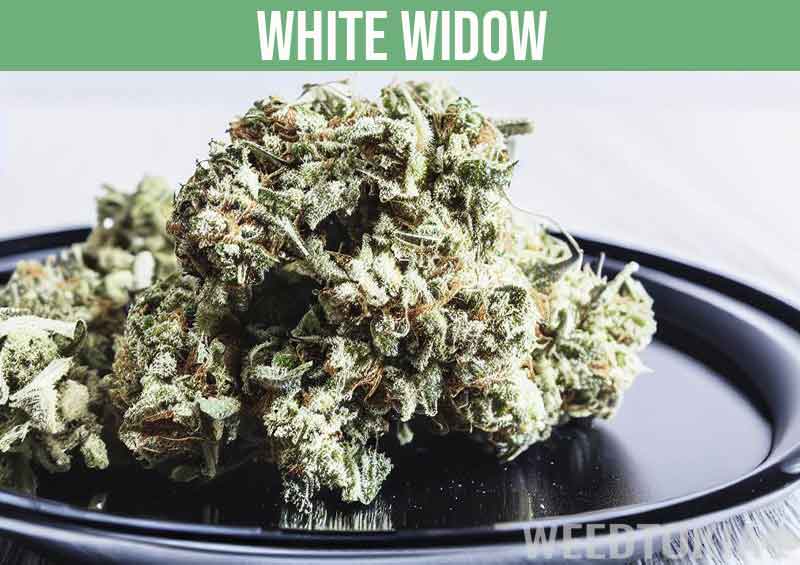 White Widow strain on black plate