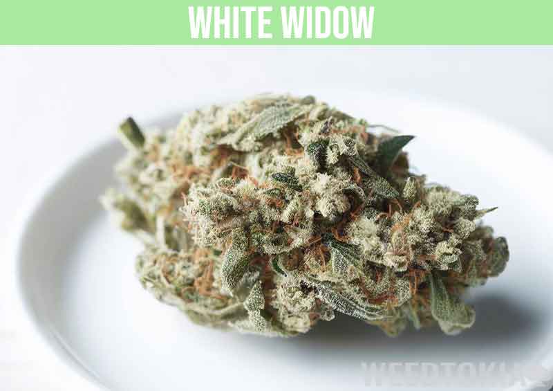 White Widow weed strain on plate