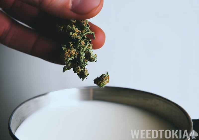 Adding cannabis bud to milk in saucepan